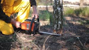 Tree and Shrub Care in Humboldt Hill, CA