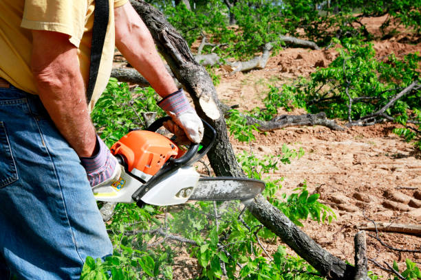 Best Fruit Tree Pruning  in Humboldt Hill, CA